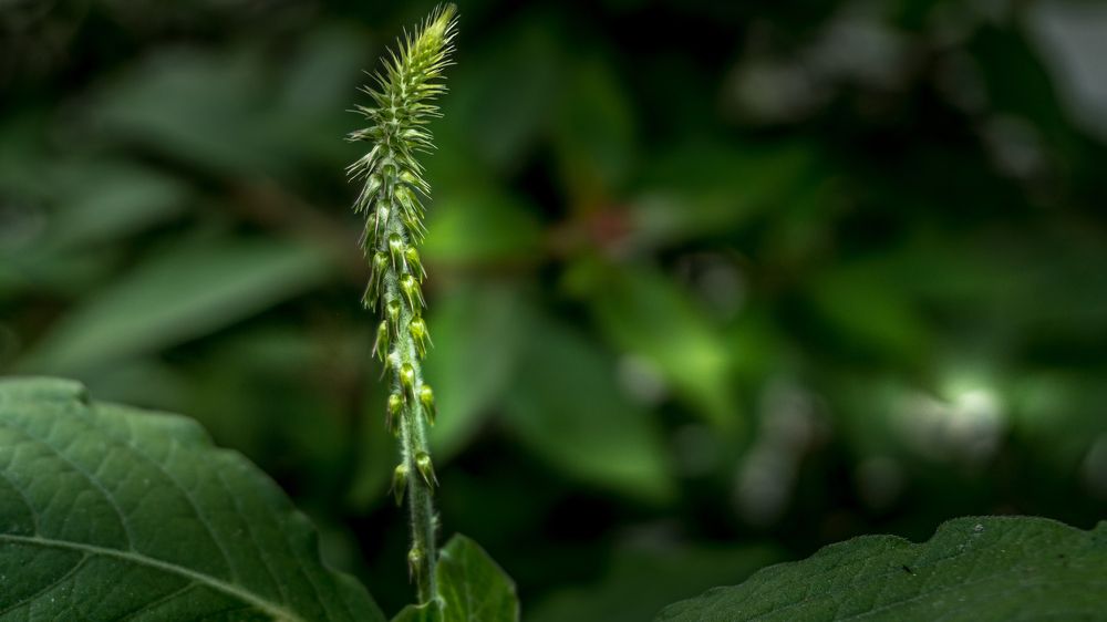 Фотография автора savitri Rawat