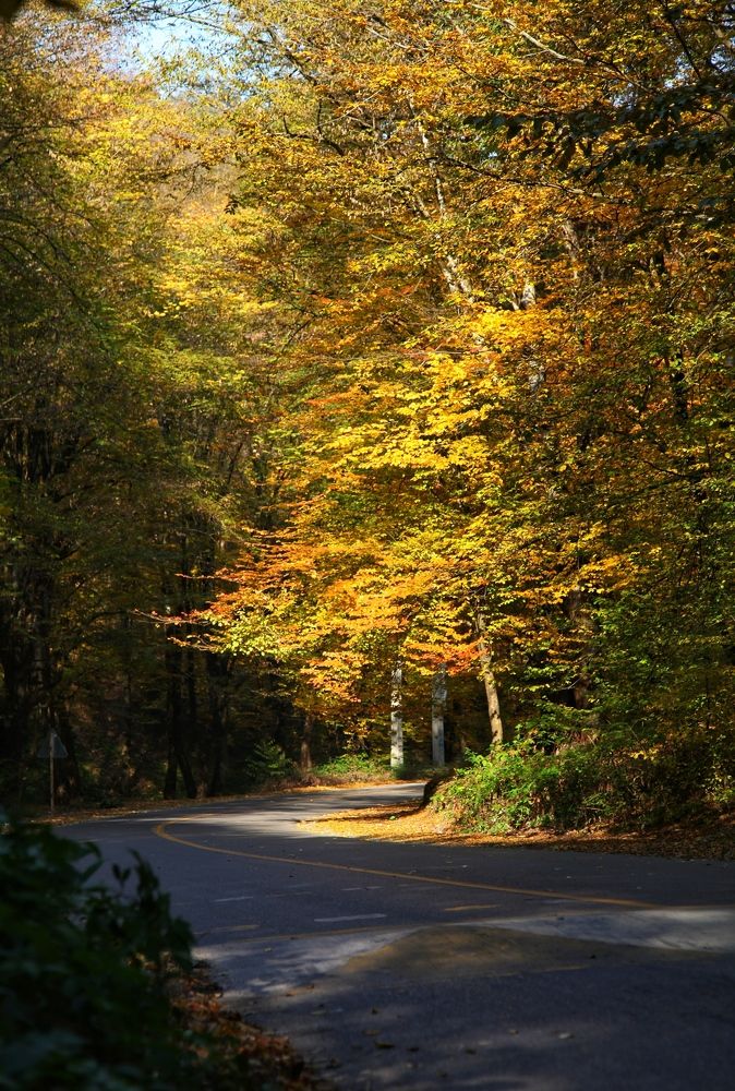 Фотография автора Soheyla Emamian