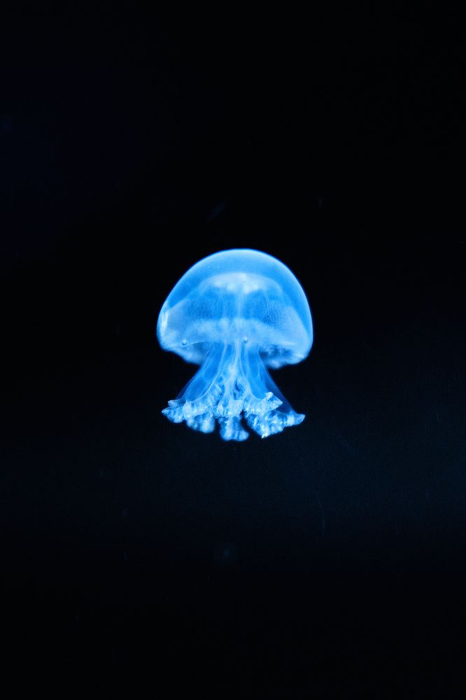 Фотография автора Александр Высоцкий