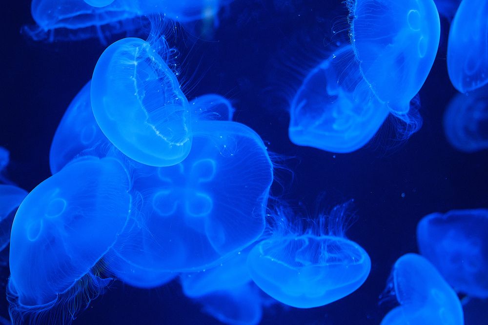 Фотография автора Александр Высоцкий