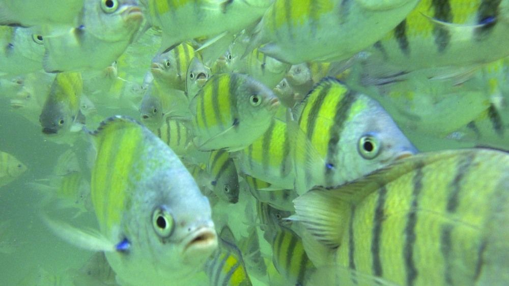 Фотография автора Татьяна Добровольская