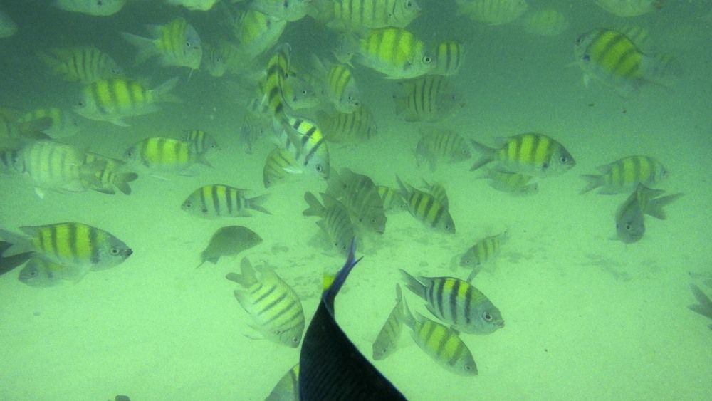 Фотография автора Татьяна Добровольская