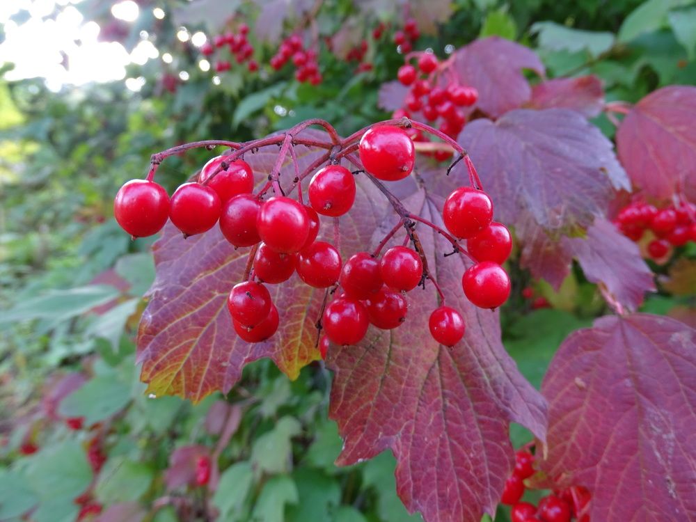 Photograph by Николай Худяков