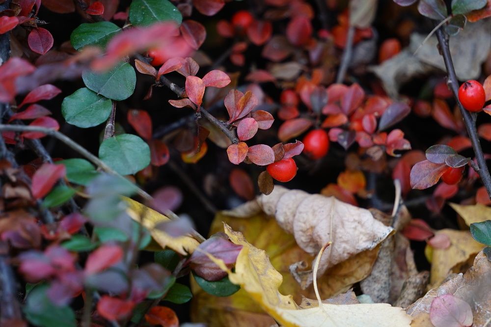 Photograph by Эвелина Моисеева
