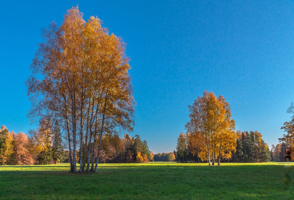 Осеннее утро на лугу