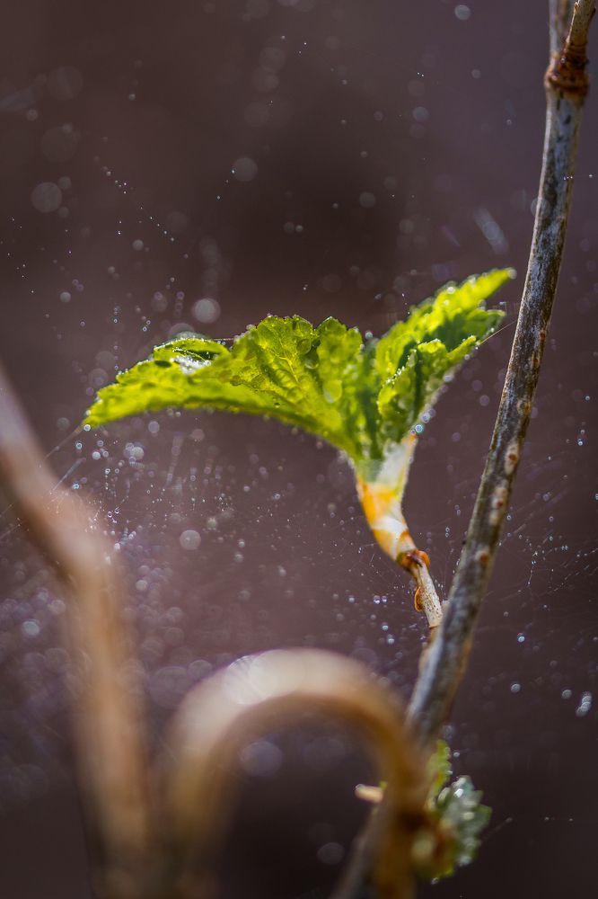 Photograph by Alla Matrosova