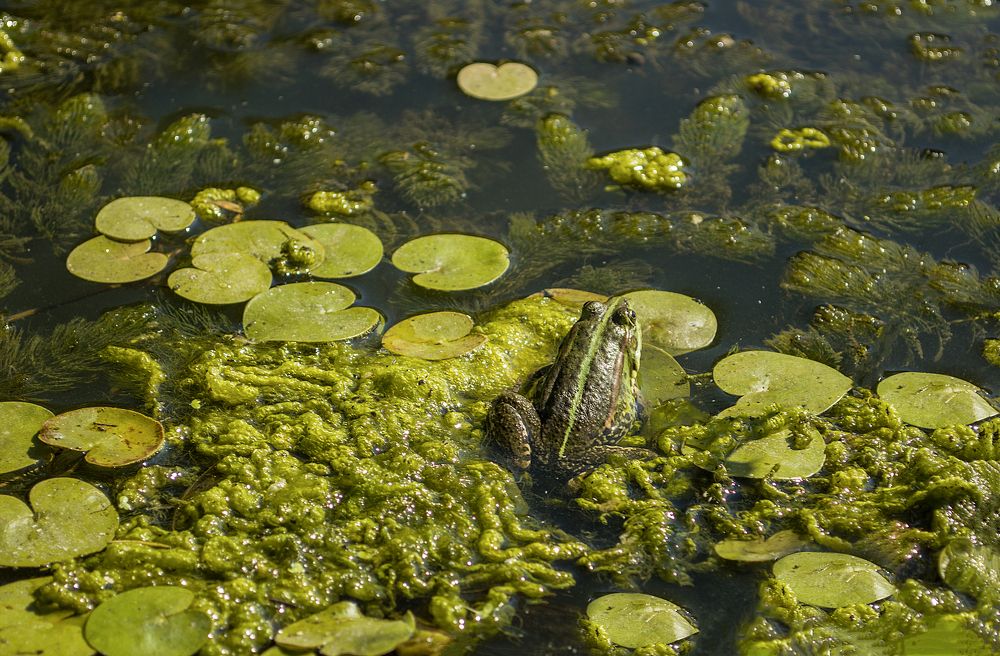 Photograph by Светлана Мельник