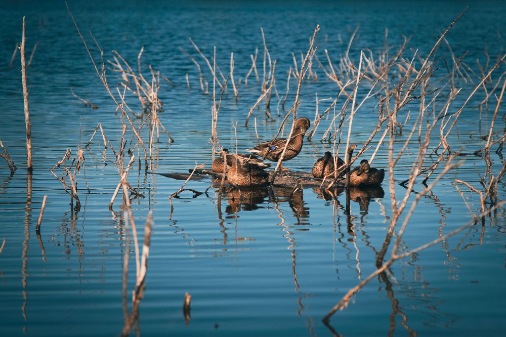 Photograph by Димитрий Осинцев