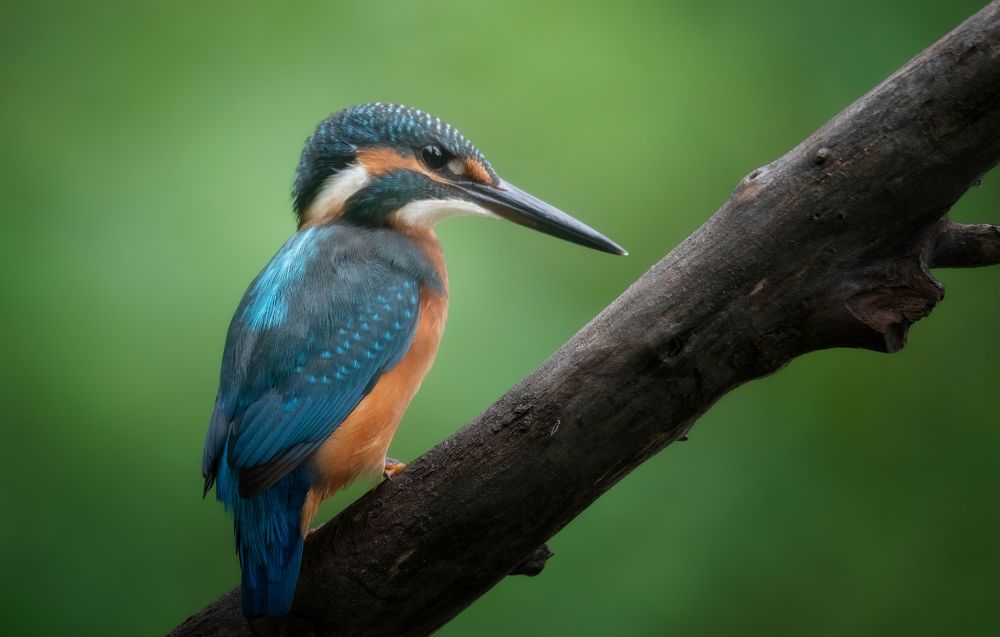 Photograph by Плеханов Александр