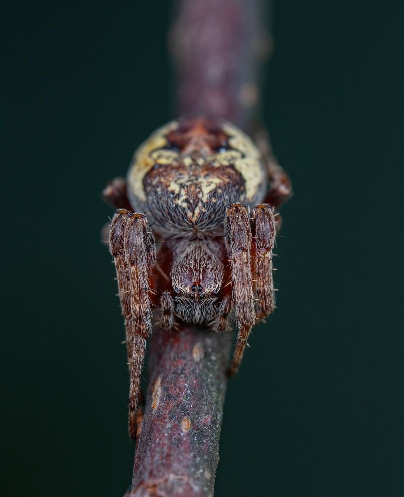 Photograph by Овечкин Павел