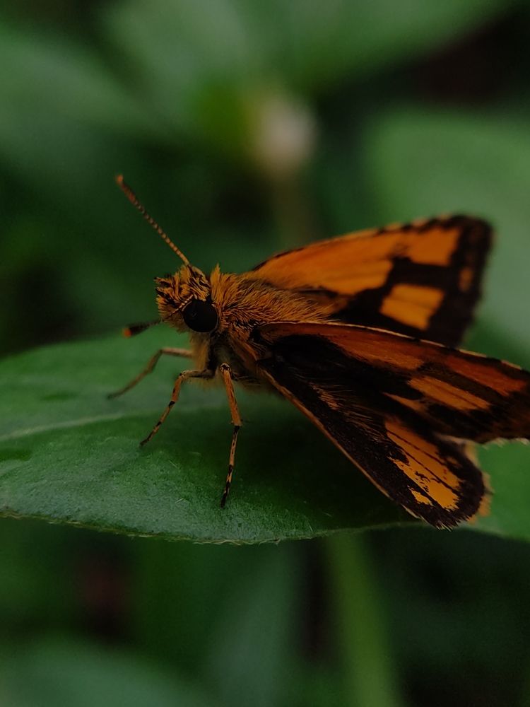 Фотография автора Varsha.M.C