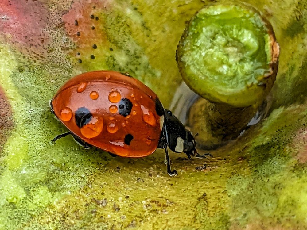 Photograph by Lavlad L