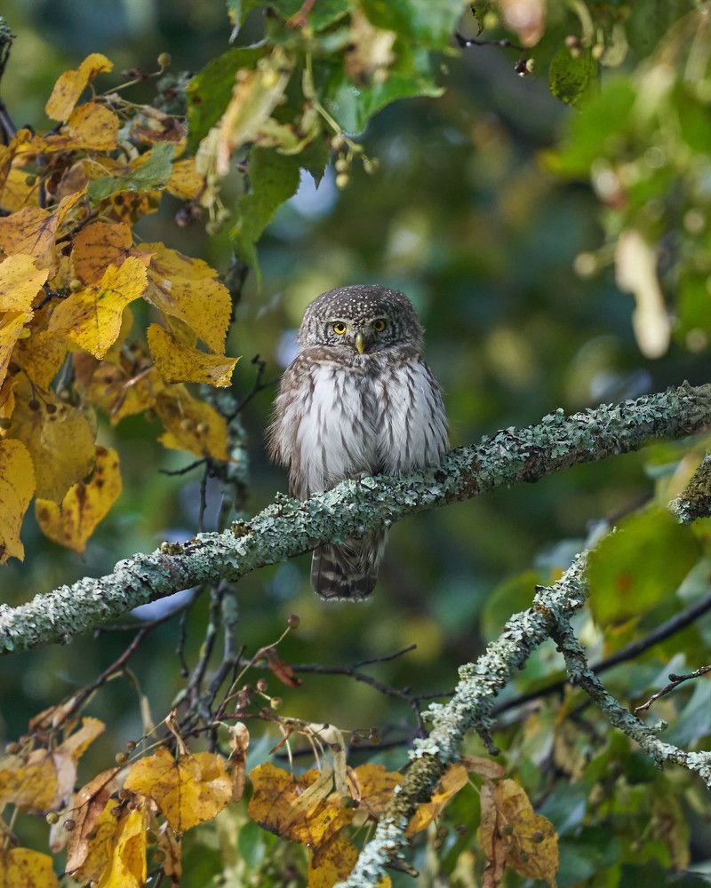 Осенний сычик