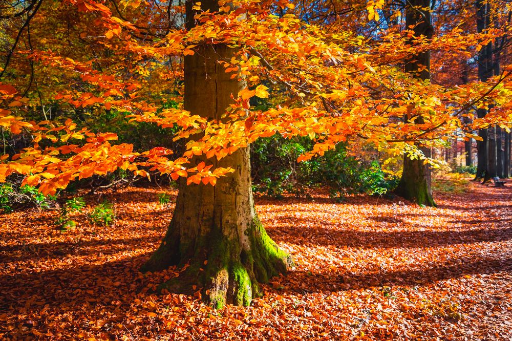 Photograph by Василий Речевский