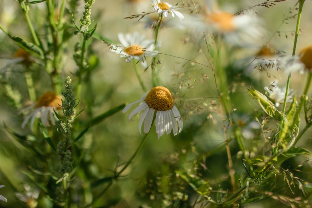 Photograph by Анна Лисина