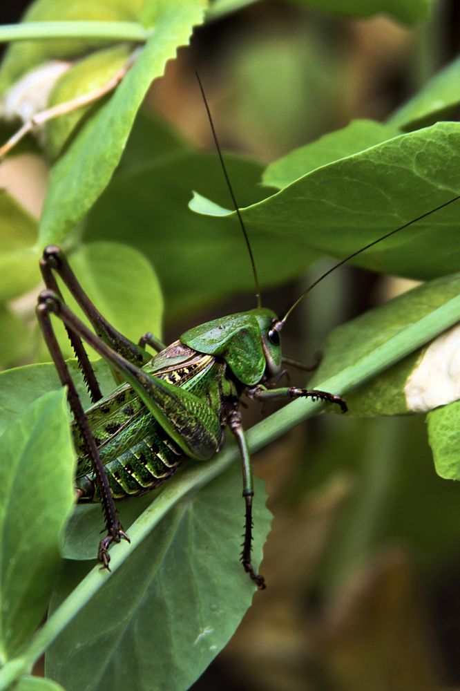 Photograph by Клясюк Галина