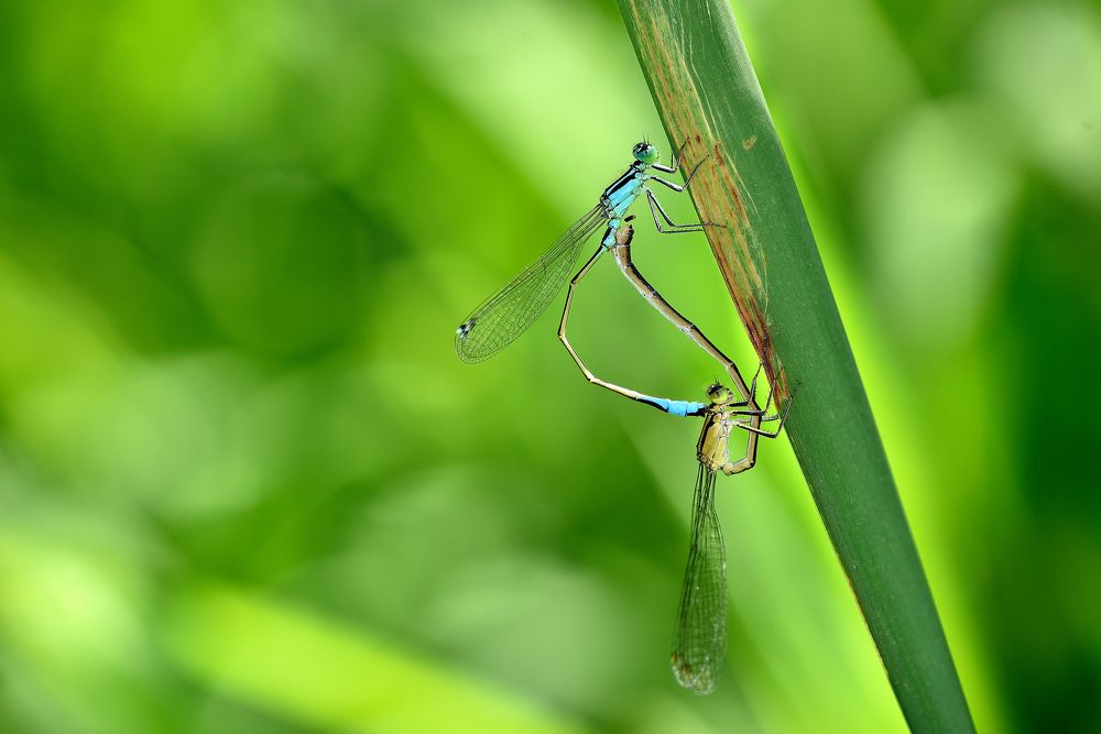 Photograph by Dragan Cerovic