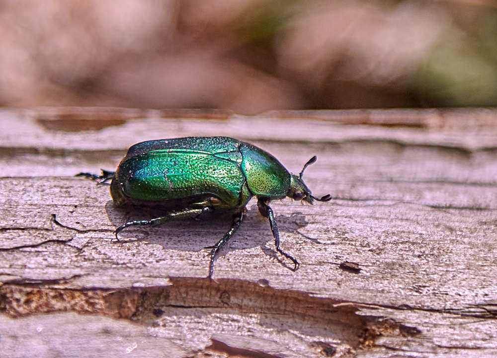 Photograph by Николай Зернов