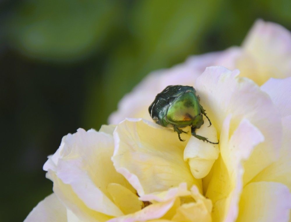 Фотография автора Альбина Хвастунова