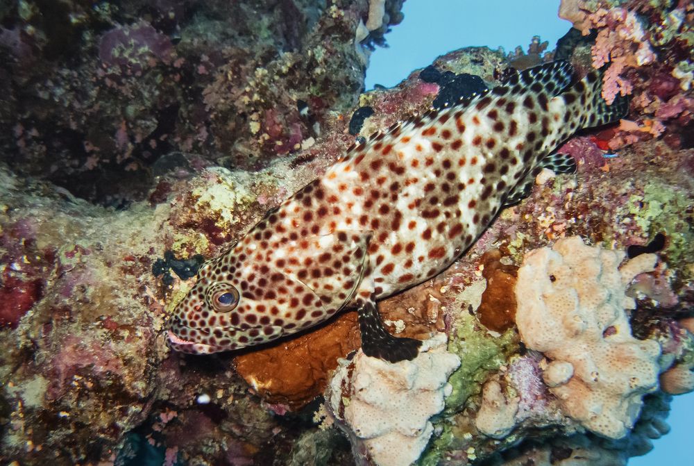 Photograph by Олег Милеев (Каминцев)