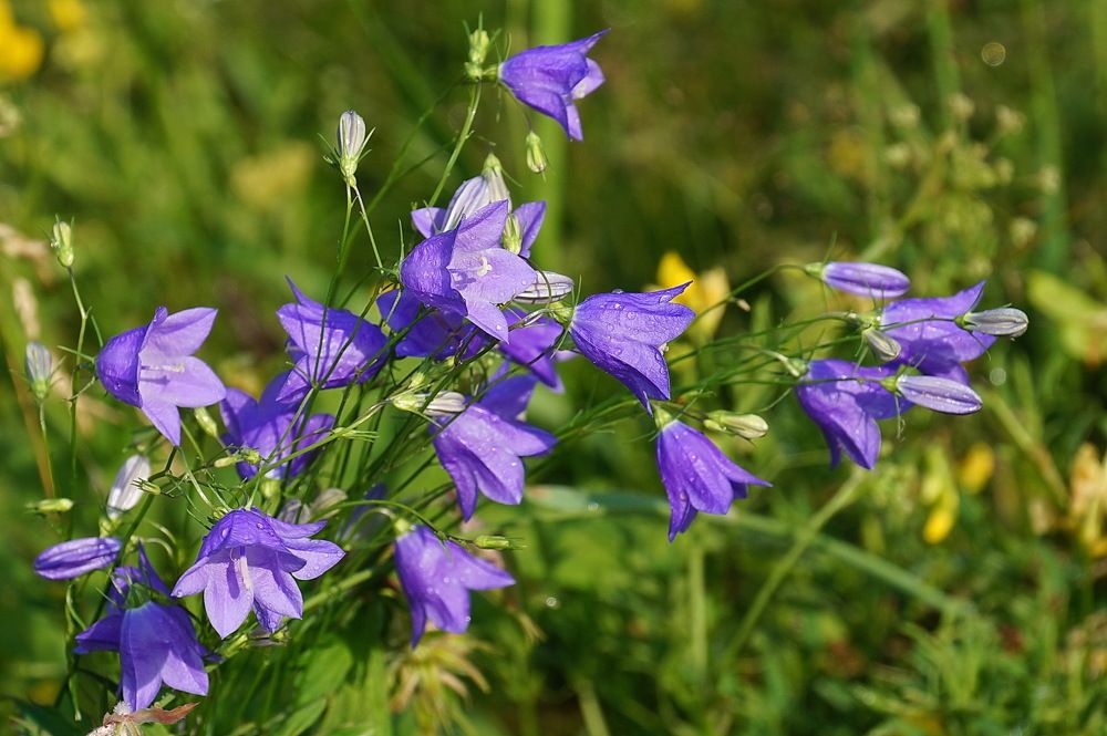 Photograph by Галина Кан