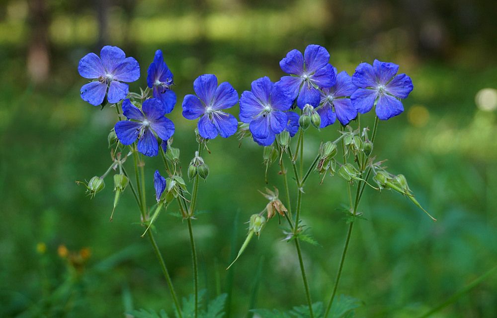 Photograph by Галина Кан