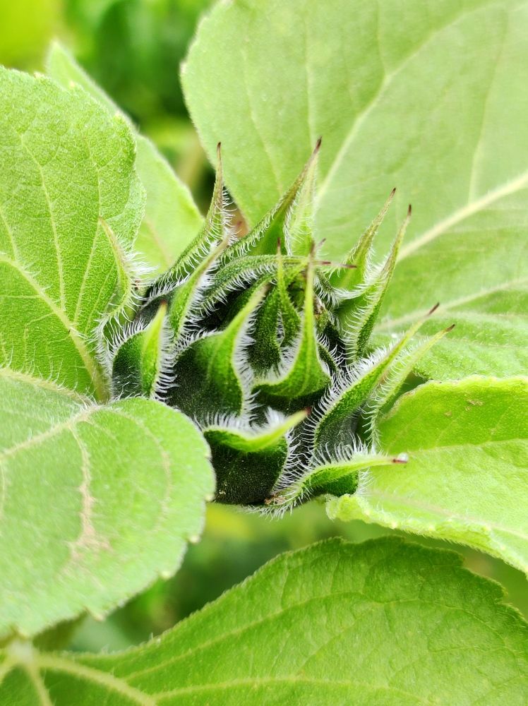 Photograph by Надежда Батракова