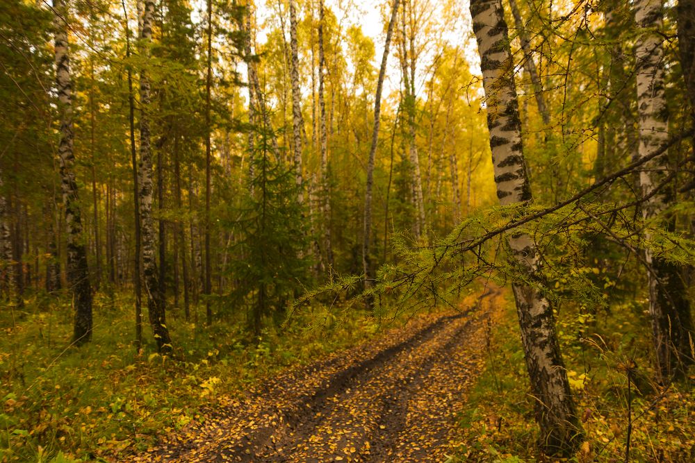 Летят листья, словно птицы.
