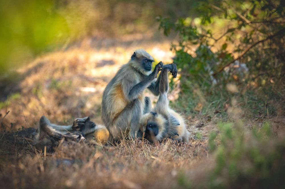 Photograph by Dhananjay Jadhav