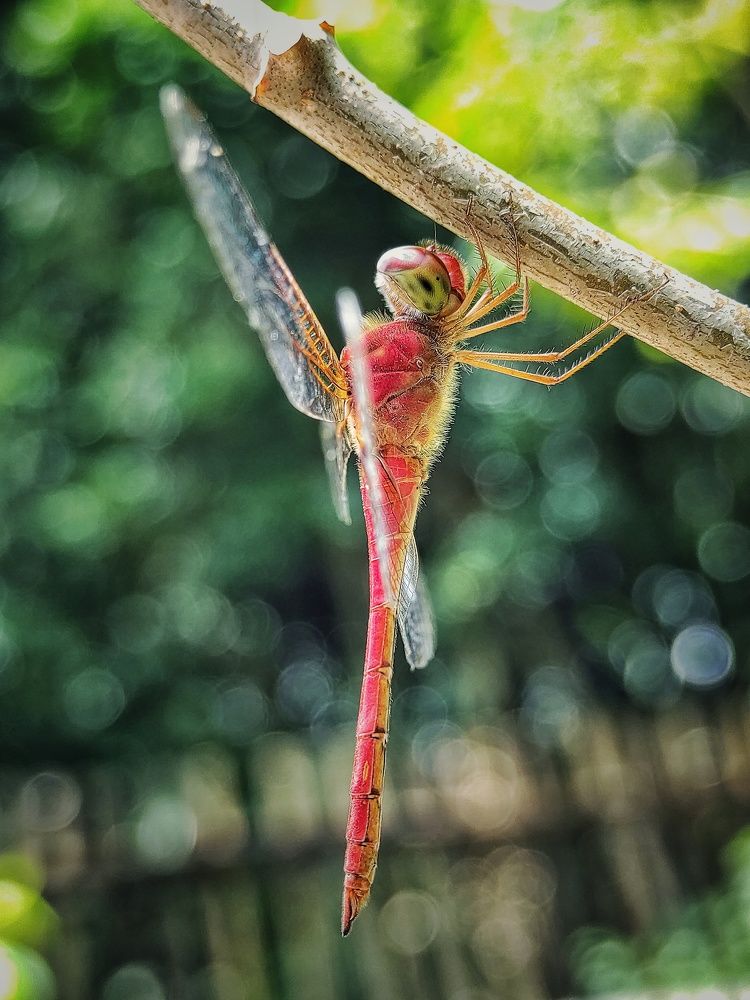 Photograph by Royke K.