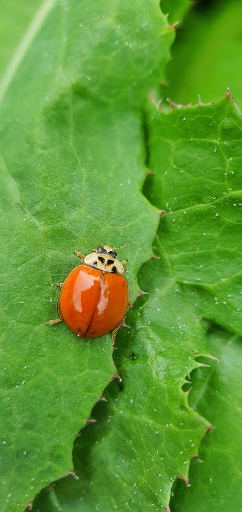 Photograph by ЕЛЕНА