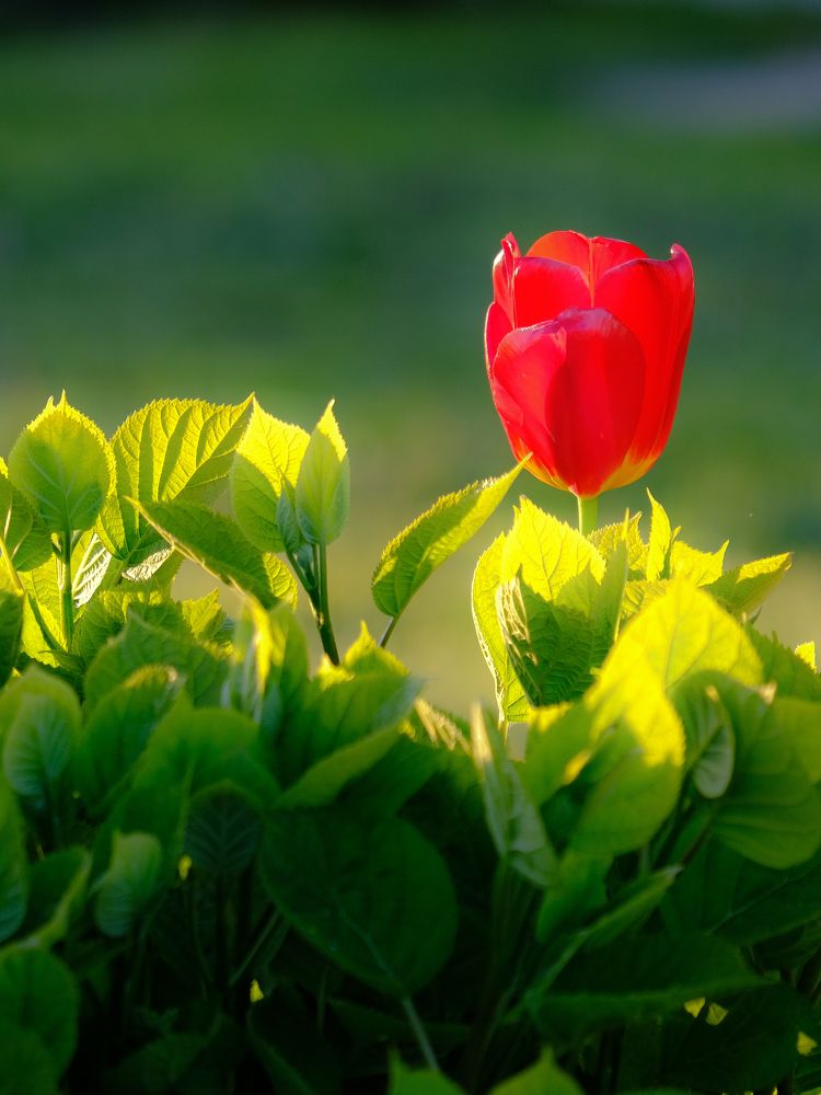 Фотография автора Александр Высоцкий