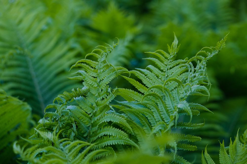 Фотография автора Александр Высоцкий
