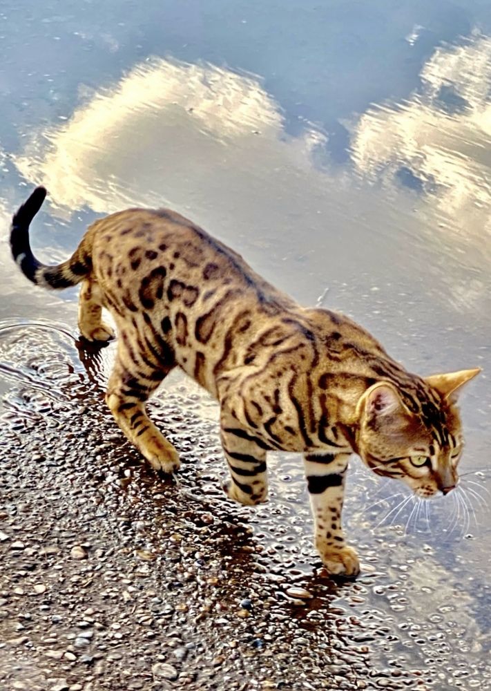 Фотография автора ГУЗАЛИЯ