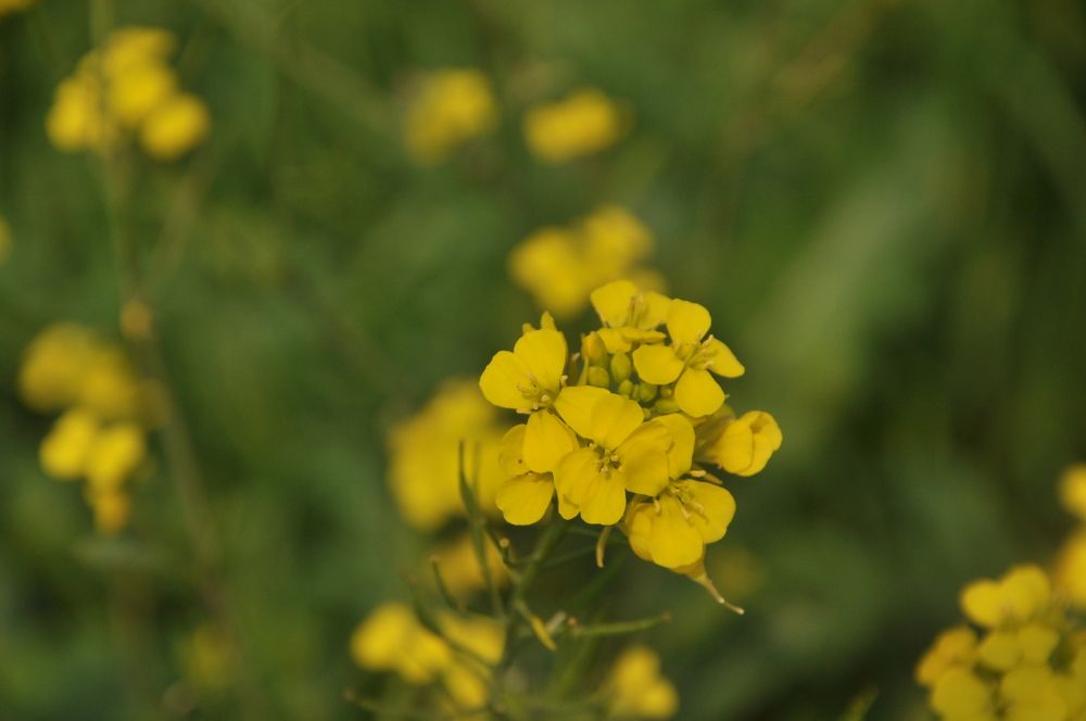 Photograph by SANDEEP KUMAR SHARMA SHARMA