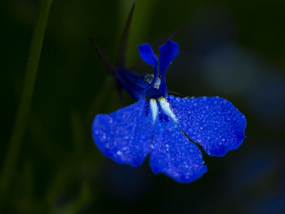 Photograph by Олег Тетерин