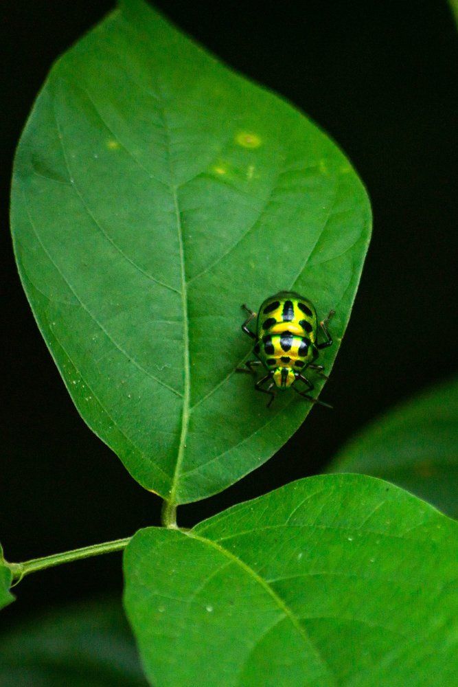 Photograph by Sonnadara Kushan Madushanka