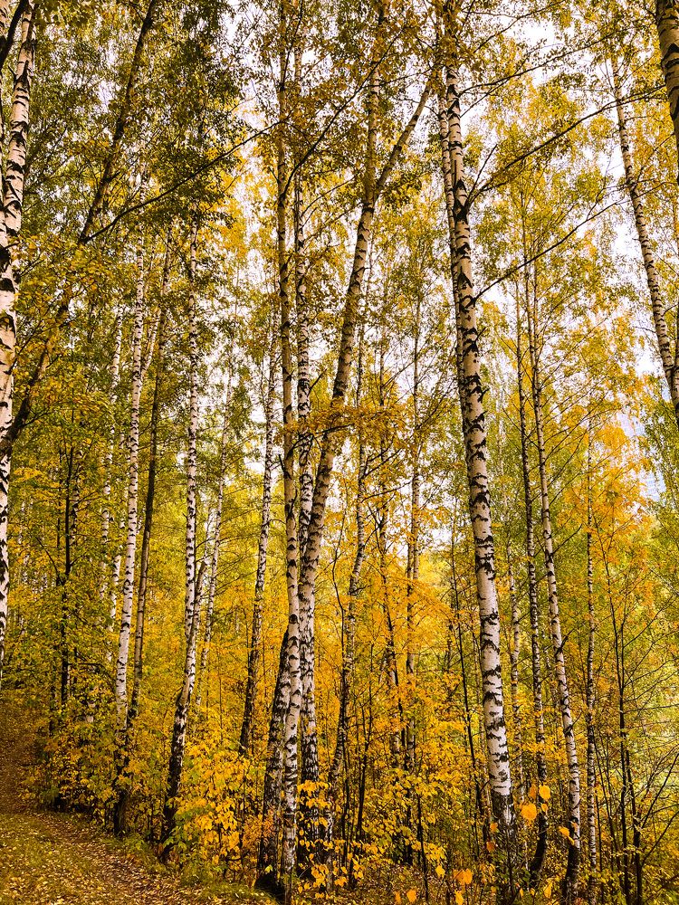 Photograph by Alice Vikernes