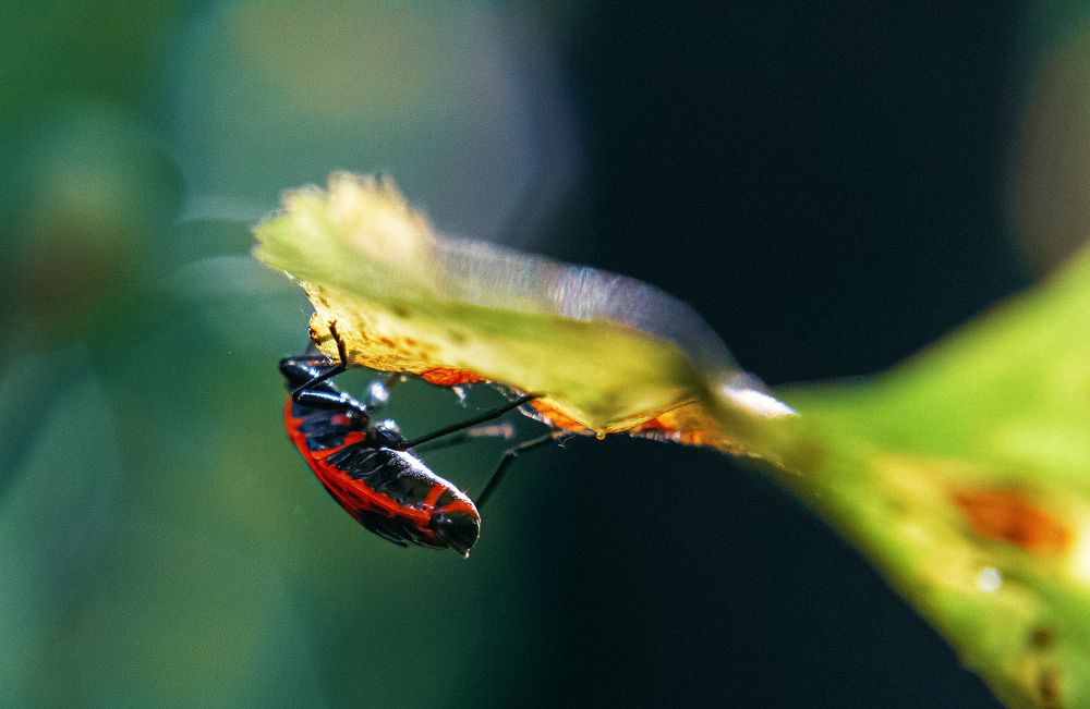 Photograph by Роман Яковенко