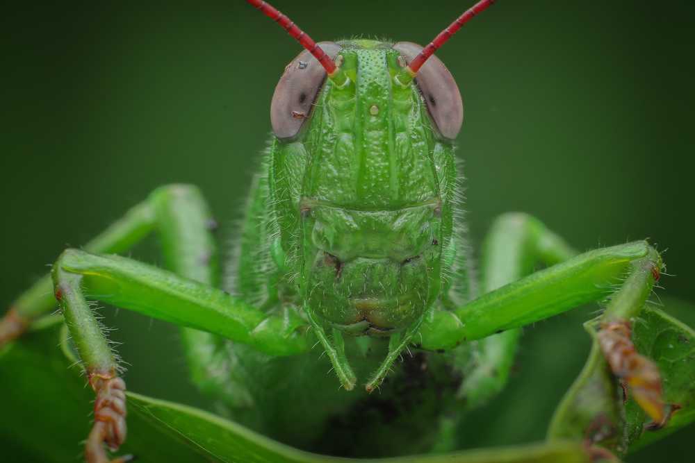 Green Grasshopper