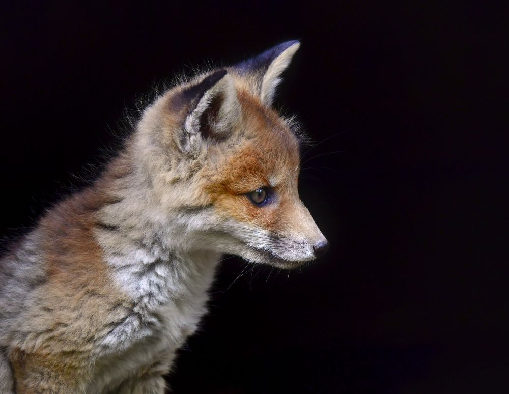 Photograph by Елена