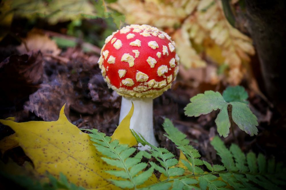 Photograph by Лариса Рулёва