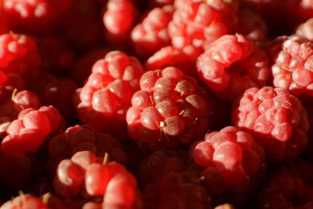 Photograph by Max_niksh