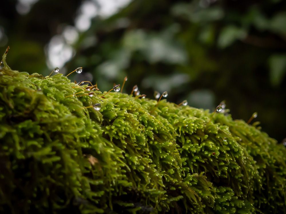 Photograph by Manuel J. Domínguez Jiménez