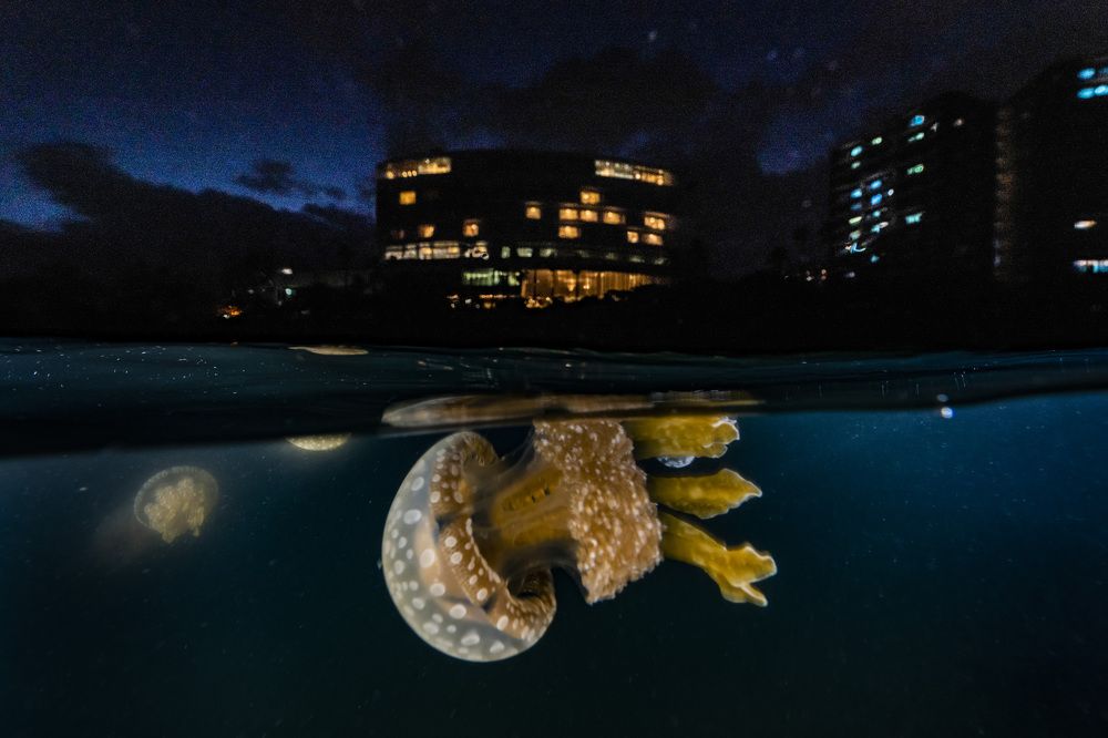 Photograph by KURASHIMA DAISUKE