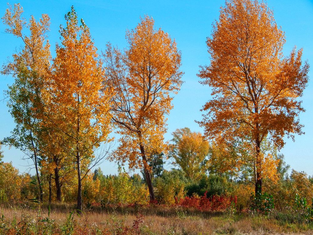 Photograph by Ирина Алпацкая