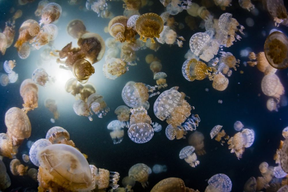 Photograph by KURASHIMA DAISUKE