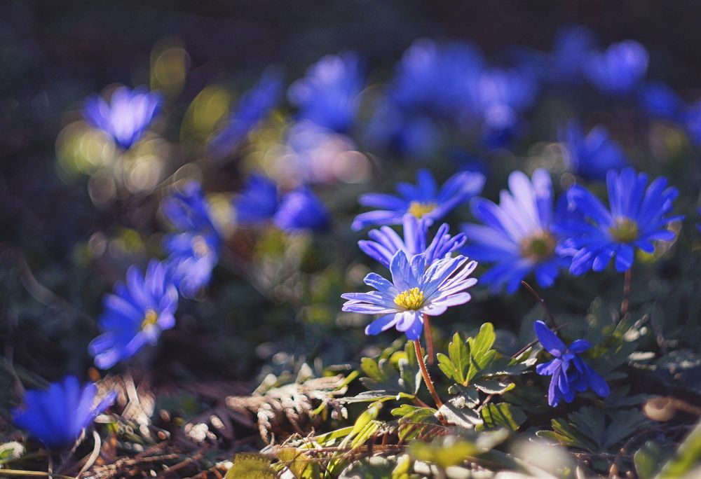 Голубой весенний