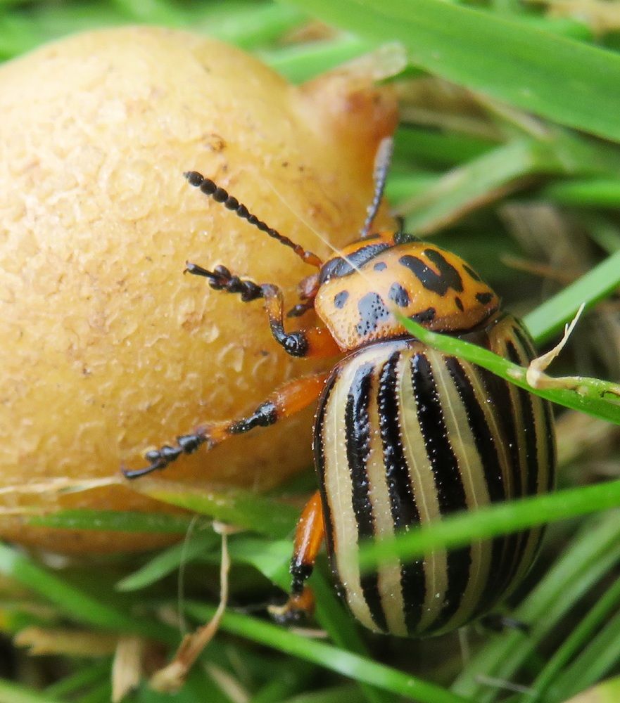 Colorado potato beetle and potatoes