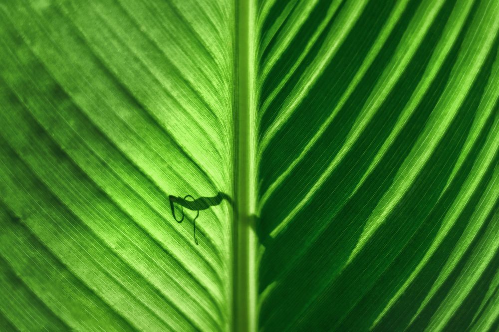 Photograph by Виталий Шкадинов